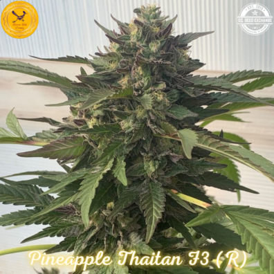 Pineapple Thaitan F3 (Pineapple Thai F3 x Goliath #33) 10 Regular Seeds