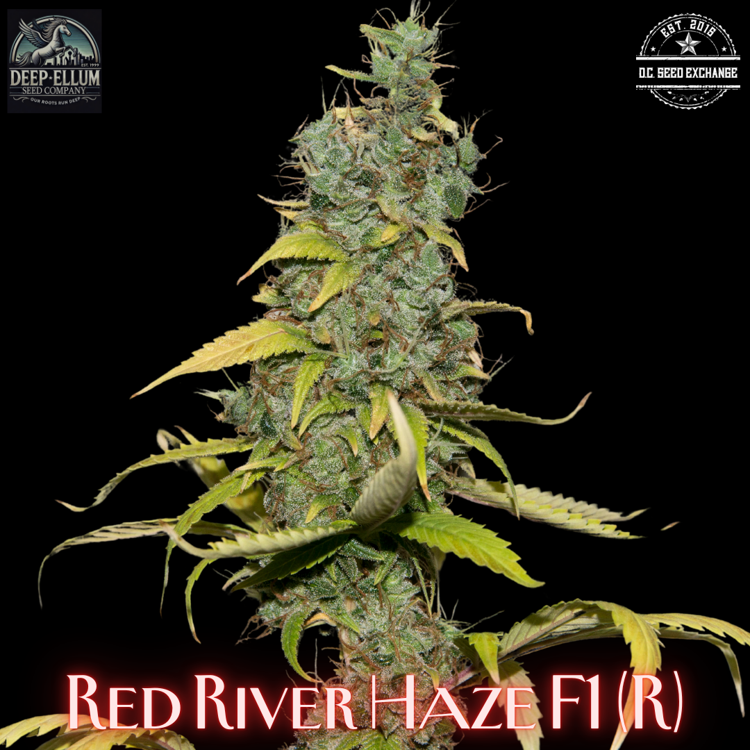 Red River Haze F1 (M48 F4 x Blue Oaxaca/Blueberry F3 Bx2) 10 Regular Seeds