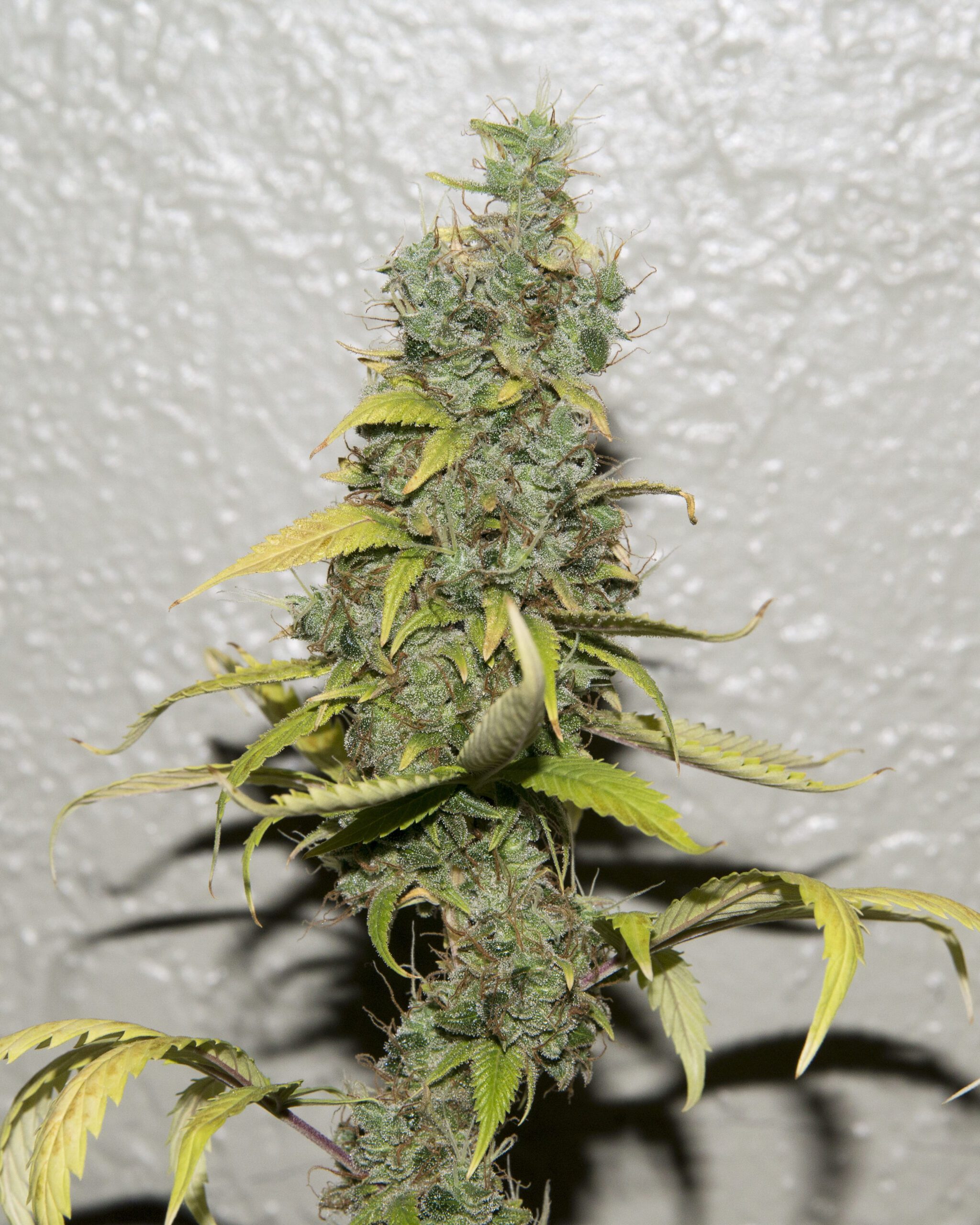 Red River Haze F1 (M48 F4 x Blue Oaxaca/Blueberry F3 Bx2) 10 Regular Seeds - Image 2