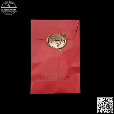 Red Scare Seed Company Black Bandana F1 (Loompa's Headband x Agha Black) 10 Regular Seeds
