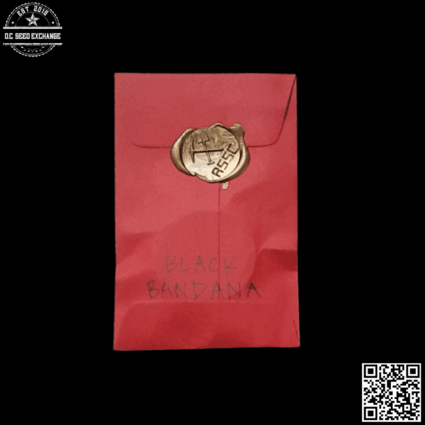 Red Scare Seed Company Black Bandana F1 (Loompa's Headband x Agha Black) 10 Regular Seeds