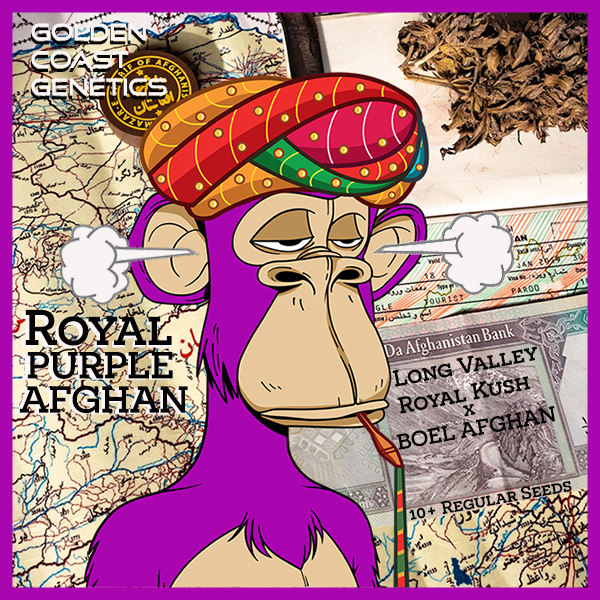 Royal Purple Afghan F1 (BOEL Vintage Afghani x Long Valley Royal Kush) 10 Regular Seeds