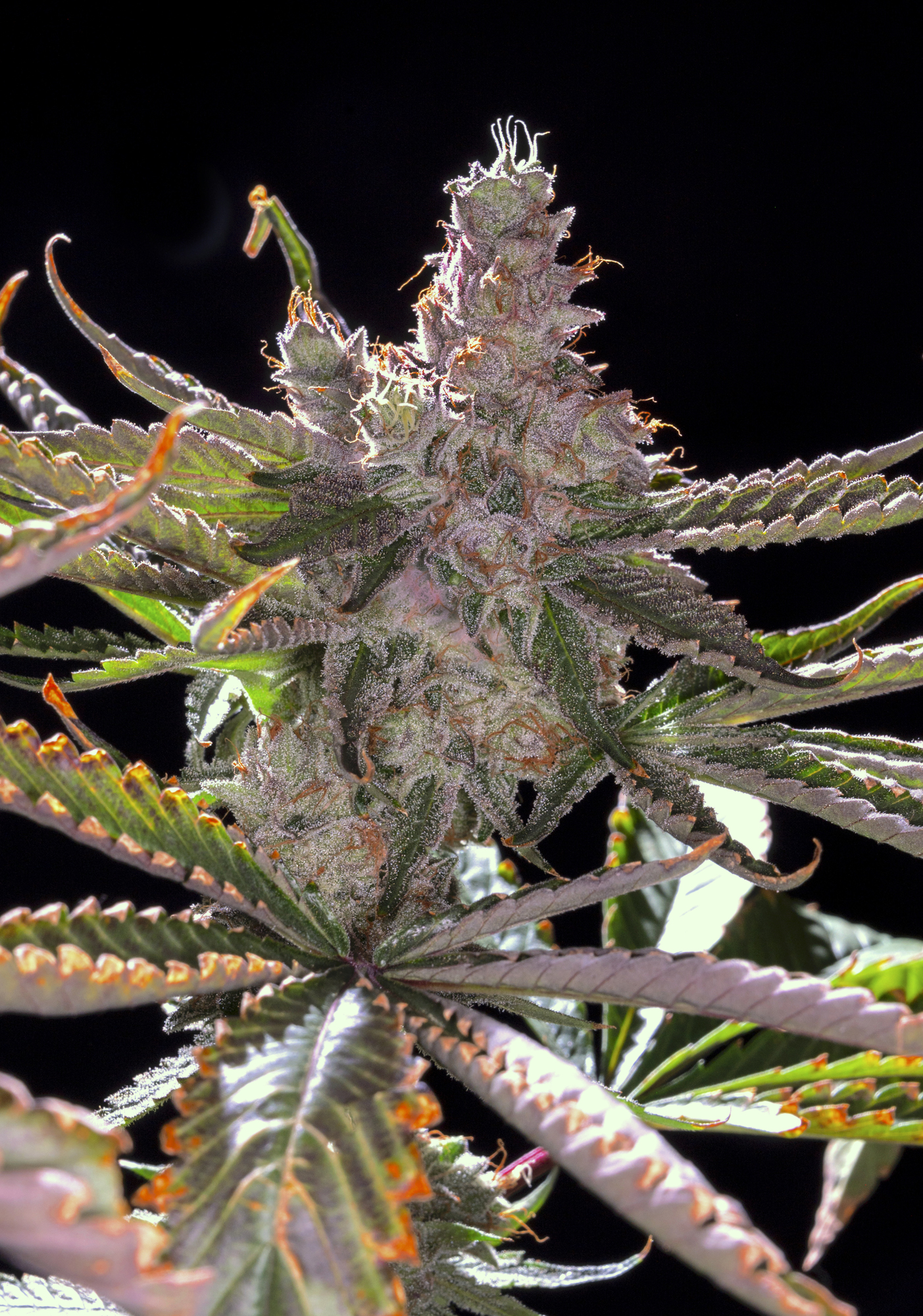 Royal Purple Afghan F1 (BOEL Vintage Afghani x Long Valley Royal Kush) 10 Regular Seeds - Image 2