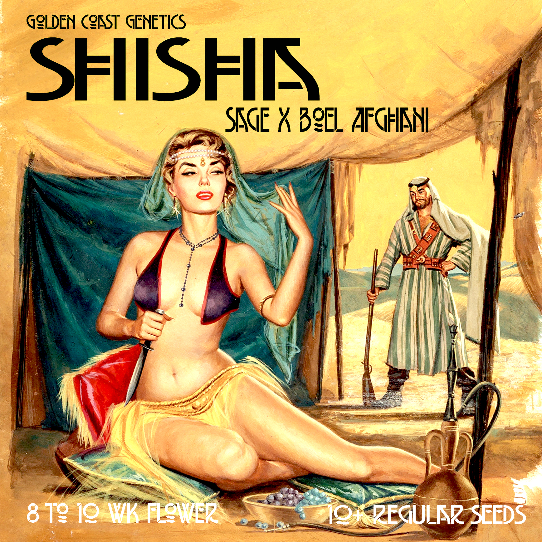 Shisha F1 (Sage x BOEL Afghani) 10 Regular Seeds