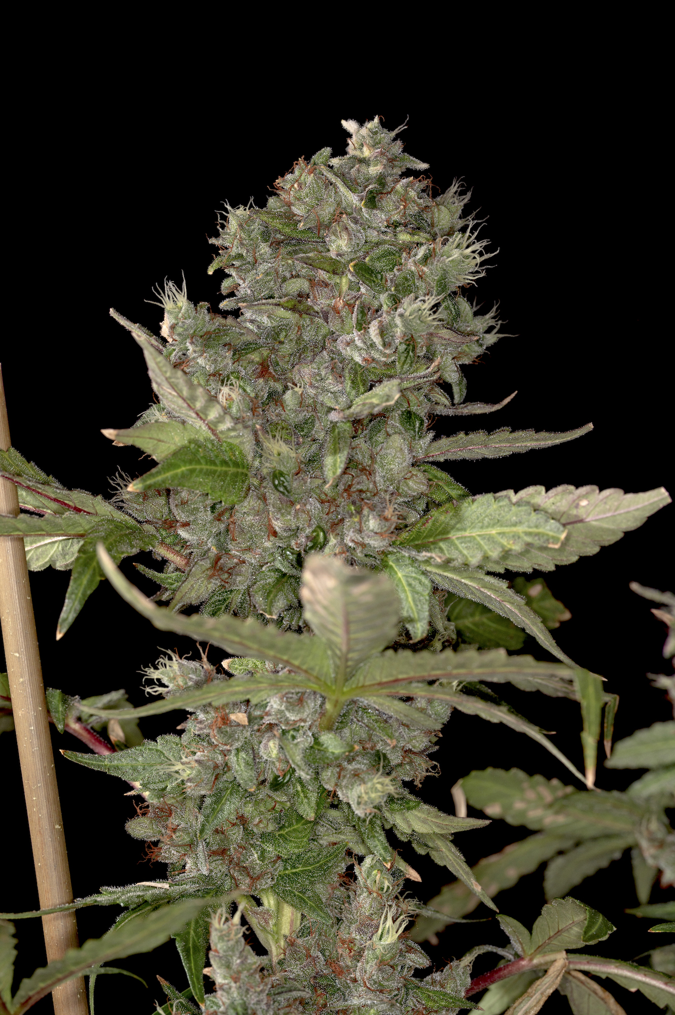 Shisha F1 (Sage x BOEL Afghani) 10 Regular Seeds - Image 2