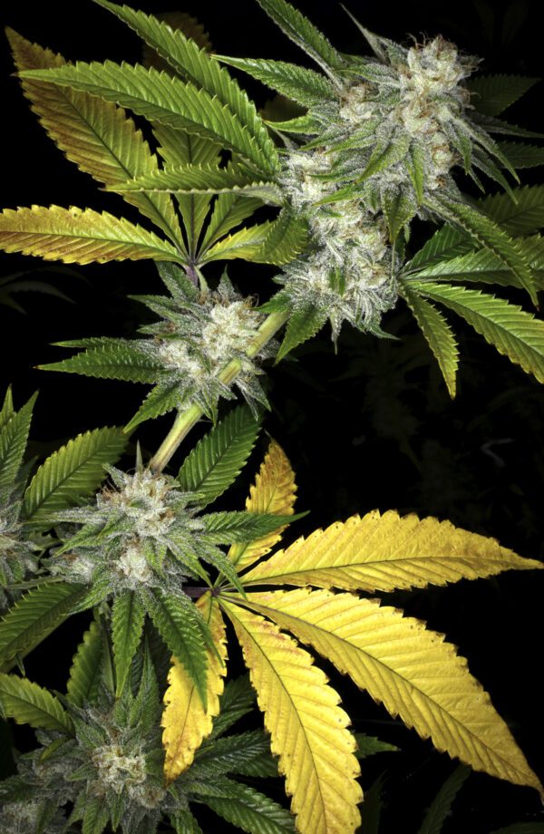 Sour Monkey F1 (Abusive OG x The Lemon) 6 Feminized Seeds - Image 2