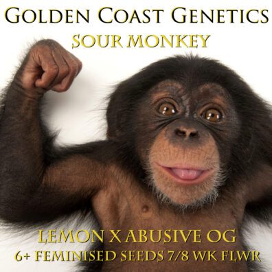 Sour Monkey F1 (Abusive OG x The Lemon) 6 Feminized Seeds