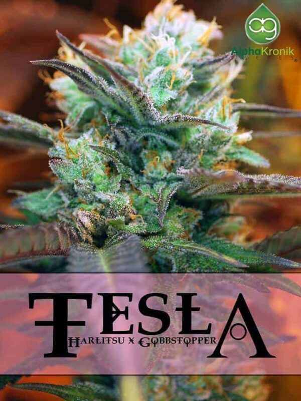 Alphakronik Genes Tesla F1 (Harlitsu x Gobbstopper) 10 Regular Seeds - Image 2