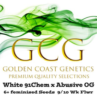 White 91 Chem x Abusive OG F1 6 Feminized Seeds