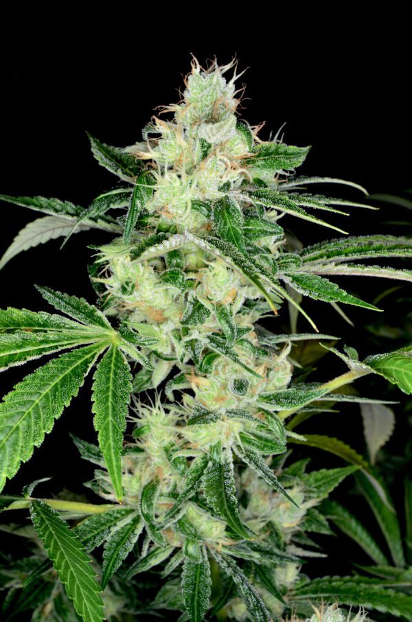 White 91 Chem x Abusive OG F1 6 Feminized Seeds - Image 2