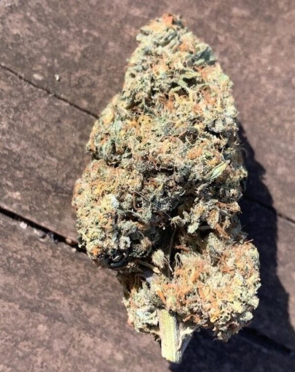 Road Rage F3 (Gas Breath ‘cut-only’ x I-95) 10 Regular Seeds - Image 2