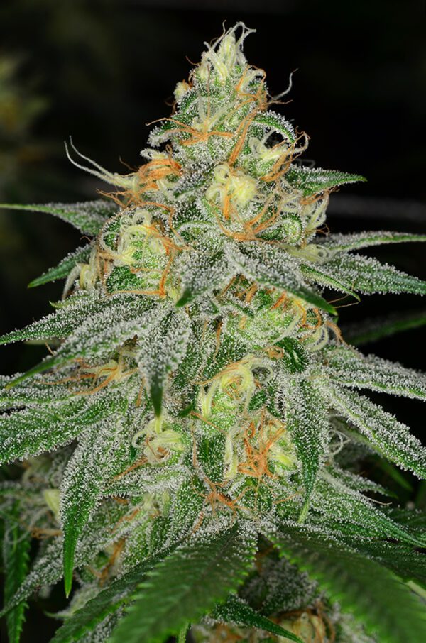 Cream Soda F1 (Blue Dream x Pre 98 Bubba Kush) 6 Feminized Seeds - Image 2