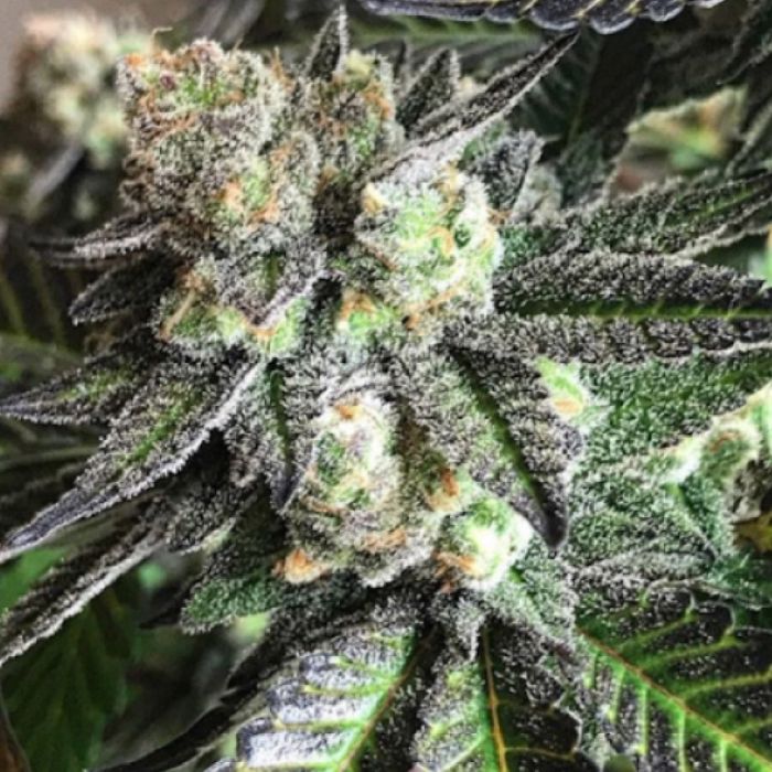 Emerald Mountain Legacy Tar Pit F1 (Chem 91 x Royal Kush) 12 Regular Seeds - Image 2
