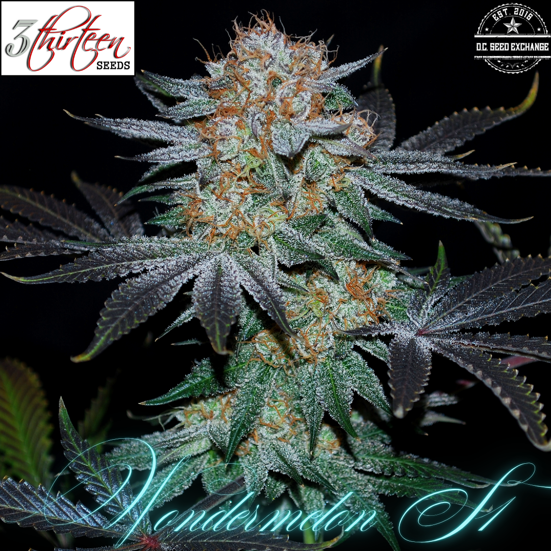 Wondermelon S1 7 Feminized Seeds