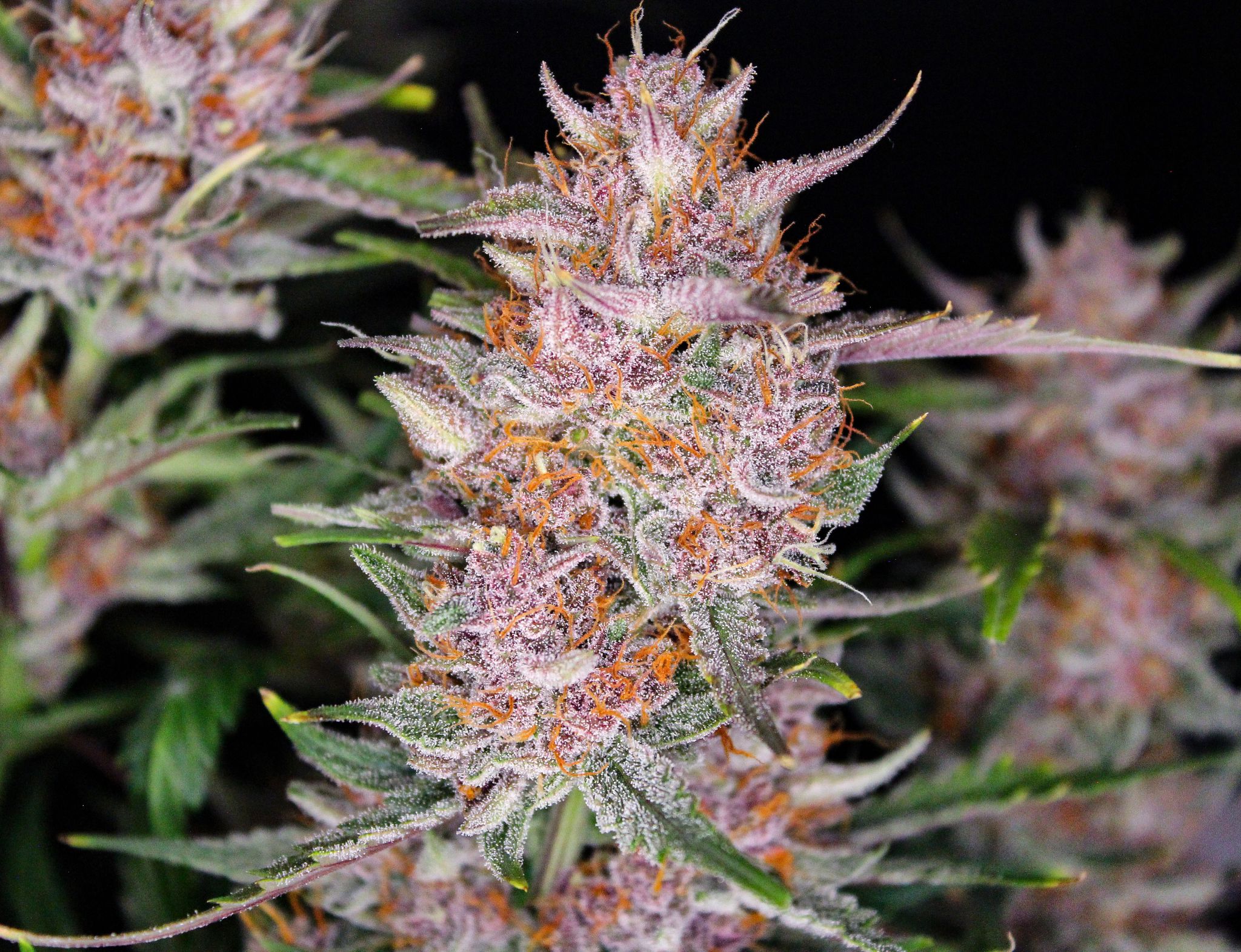 Gorilla Punch Auto 3 Feminized Autoflower Seeds - Image 5