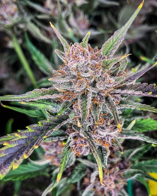 Gorilla Punch Auto 3 Feminized Autoflower Seeds - Image 3