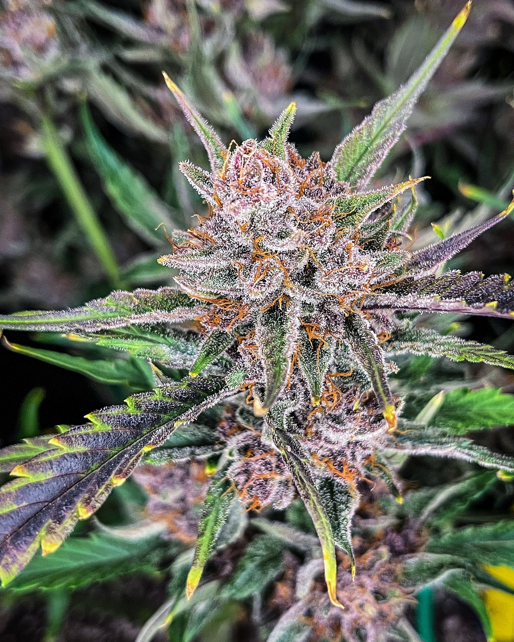 Gorilla Punch Auto 3 Feminized Autoflower Seeds - Image 3