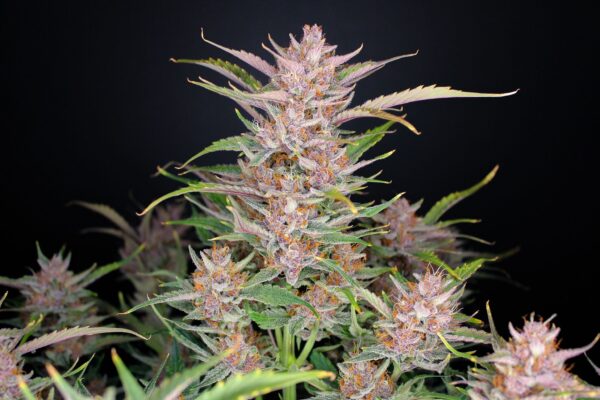 Gorilla Punch Auto 3 Feminized Autoflower Seeds - Image 4