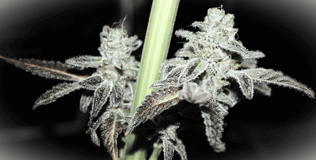 Atomic PB&J F1 (Atomic Jelly x Peanut Butter Breath) 10 Feminized Seeds ...