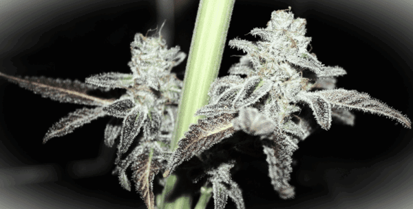 Atomic PB&J F1 (Atomic Jelly x Peanut Butter Breath) 10 Feminized Seeds - Image 2