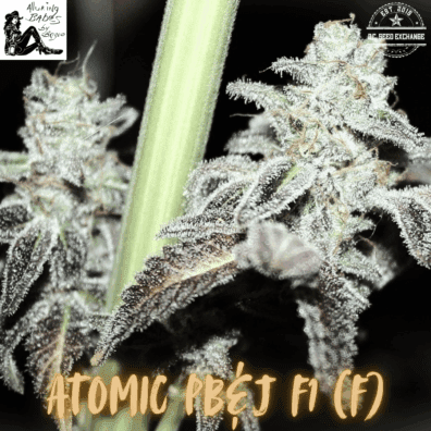 Atomic PB&J F1 (Atomic Jelly x Peanut Butter Breath) 10 Feminized Seeds