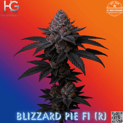 Blizzard Pie F1 (Super Fried Applez #4 × Oreo Blizzard) 10 Regular Seeds