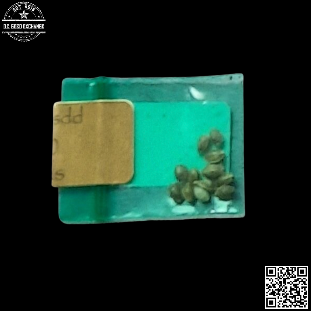 Bodhi Seeds Butterscotch x Sunshine Daydream 11 Regular Seeds - Image 2
