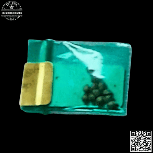 Bodhi Seeds Healing Hashplant (Respect OG x 88g13/hp) 11 Regular Seeds - Image 2