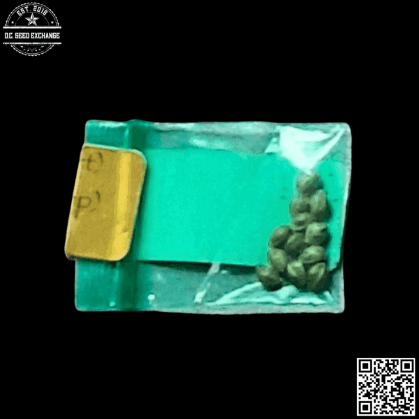 Bodhi Seeds Heavenly Hashplant F1 (Bubba Katsu x 88g13/hp) 11 Regular Seeds - Image 2