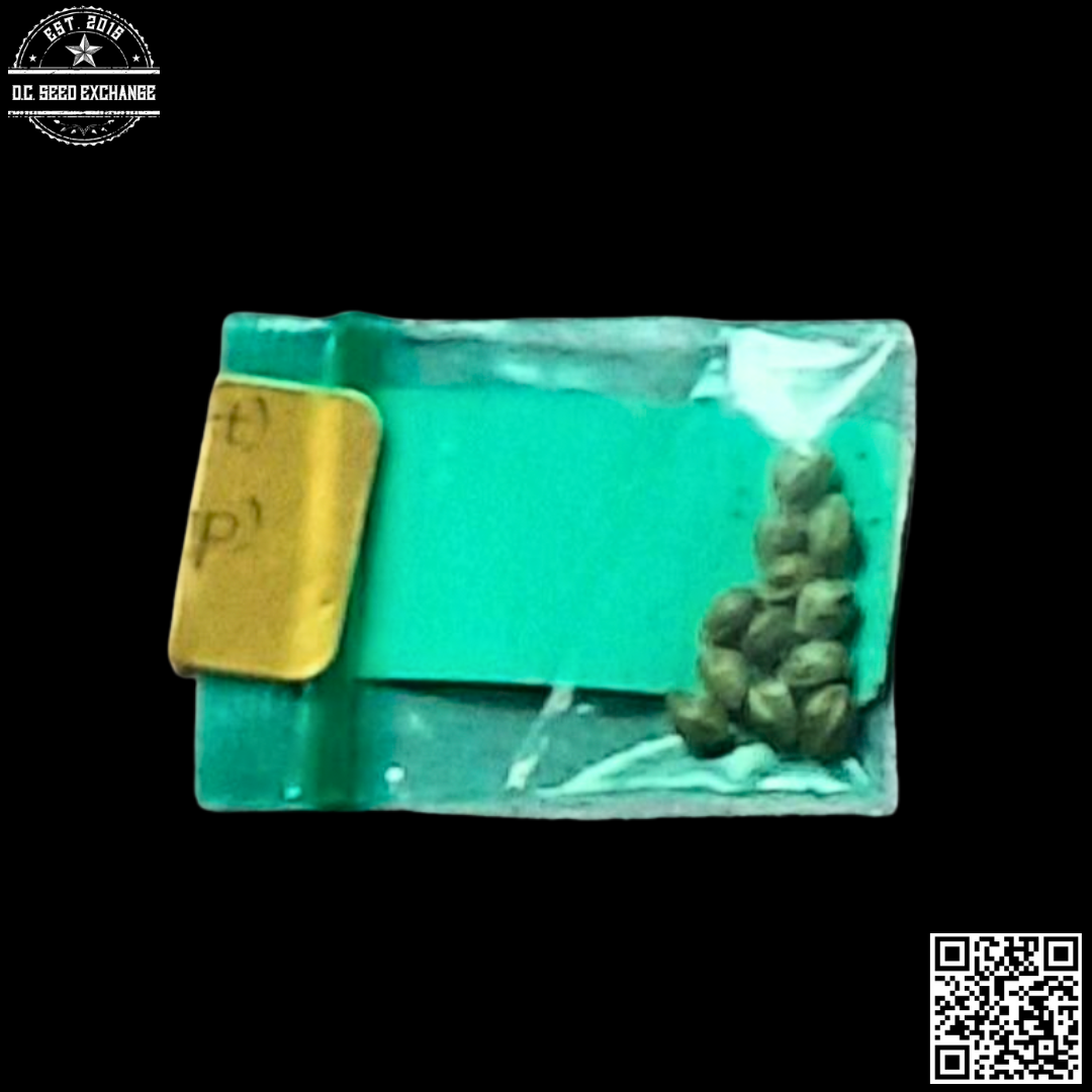 Bodhi Seeds Heavenly Hashplant F1 (Bubba Katsu x 88g13/hp) 11 Regular Seeds - Image 2