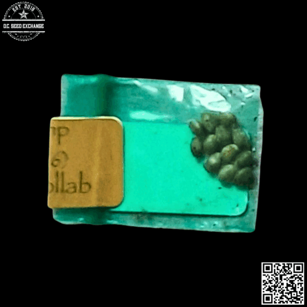 Bodhi Seeds Iraqi Ranya x 88g13/HP 11 Regular Seeds - Image 2