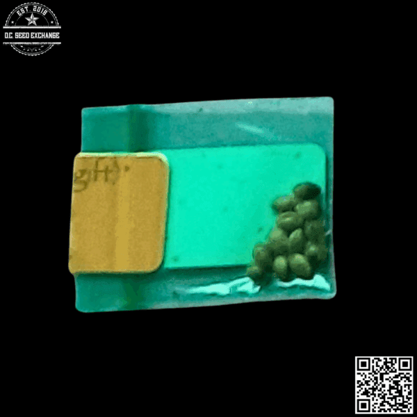 Bodhi Seeds Lemon Afghani (Lemon G x Old Mother Ghani) 11 Regular Seeds - Image 2