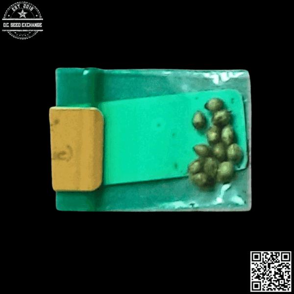 Bodhi Seeds Lucky Wookie 11 Regular Seeds - Image 2