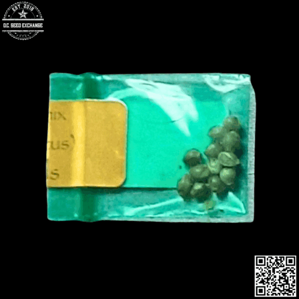 Bodhi Seeds' Space Cake Remix (OGKB x Snow Lotus) 11 Regular Seeds - Image 2