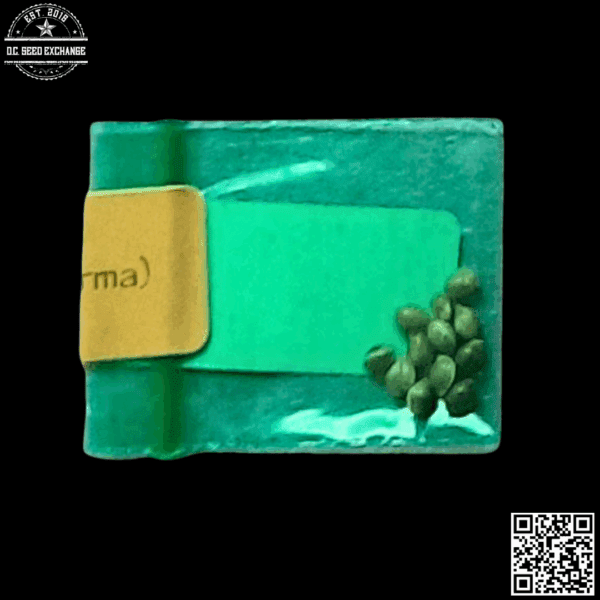 Bodhi Seeds Strawberry Milk F2 11 Regular Seeds - Image 4