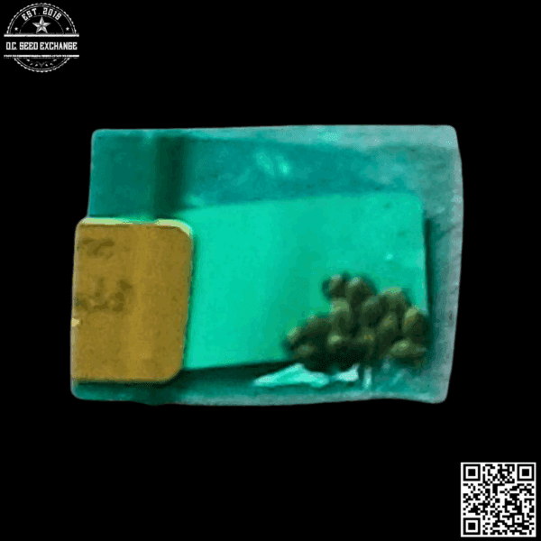 Bodhi Seeds Strawberry Sunshine (Strawberry Milk x Sunshine Daydream) 11 Regular Seeds - Image 2