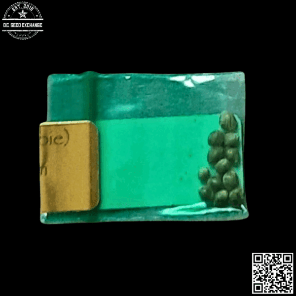 Bodhi Seeds Tigermelon 2 x Sunshine Daydream 11 Regular Seeds - Image 2