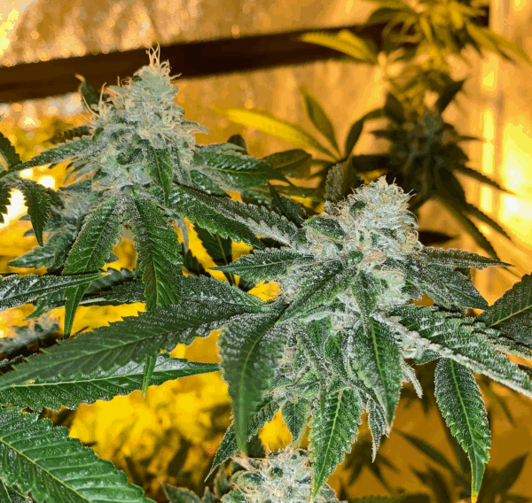 Bred by 42 Eskimo Cookies F1 (Best Sh*t Ever x Abominable Cookie Monster) 10 Regular Seeds - Image 2