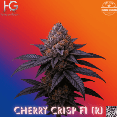 Cherry Crisp F1 (Super Fried Applez #4 x Super Buff Cherry #26) 10 Regular Seeds