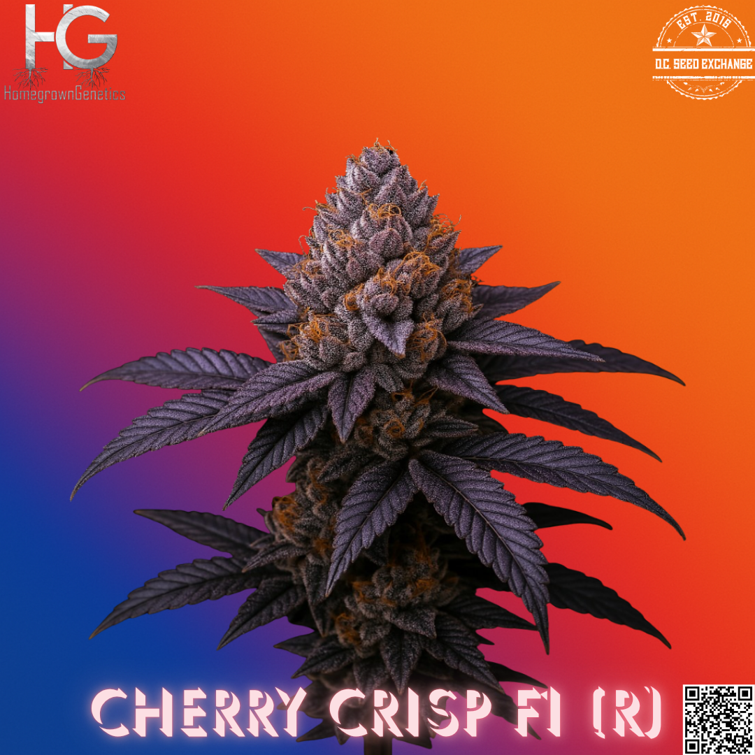 Cherry Crisp F1 (Super Fried Applez #4 x Super Buff Cherry #26) 10 Regular Seeds