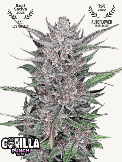 Gorilla Punch Auto 3 Feminized Autoflower Seeds