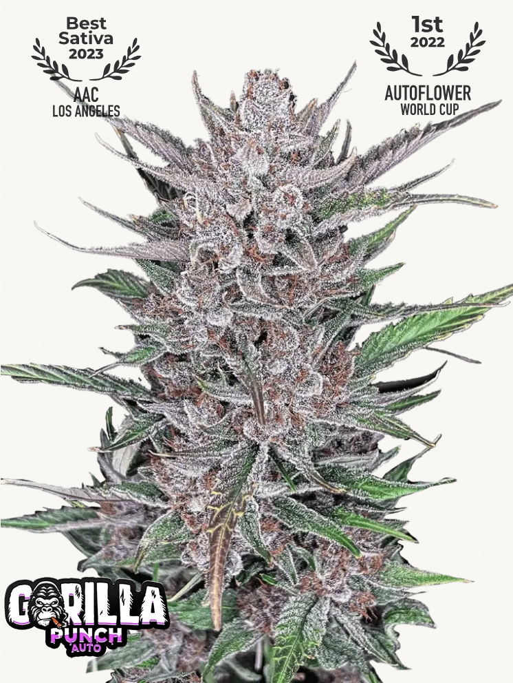 Gorilla Punch Auto 3 Feminized Autoflower Seeds