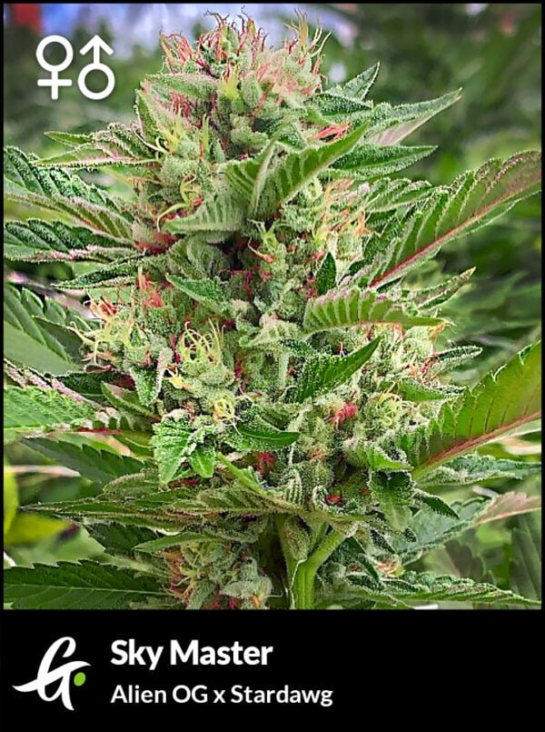 Greenpoint Seeds Sky Master (Alien OG x Stardawg) 10 Regular Seeds - Image 2