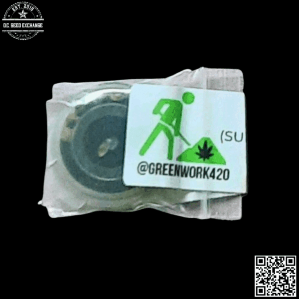 Greenwork Collective Supafly (Super Silver Haze x F5 Flo) 7 Regular Seeds - Image 3
