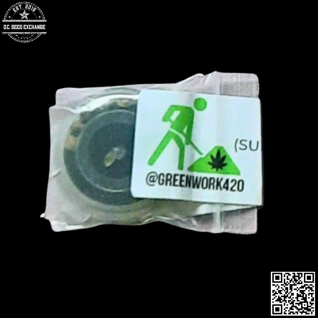 Greenwork Collective Supafly (Super Silver Haze x F5 Flo) 7 Regular Seeds - Image 3