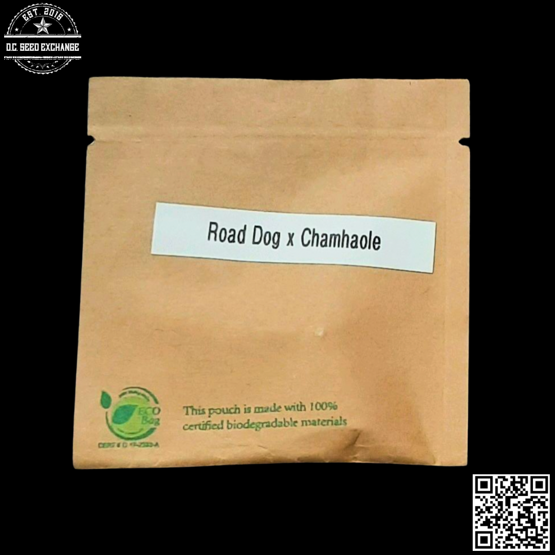 GuamMaineian Gardens Road Dog x Chamhaole 5 Regular Seeds