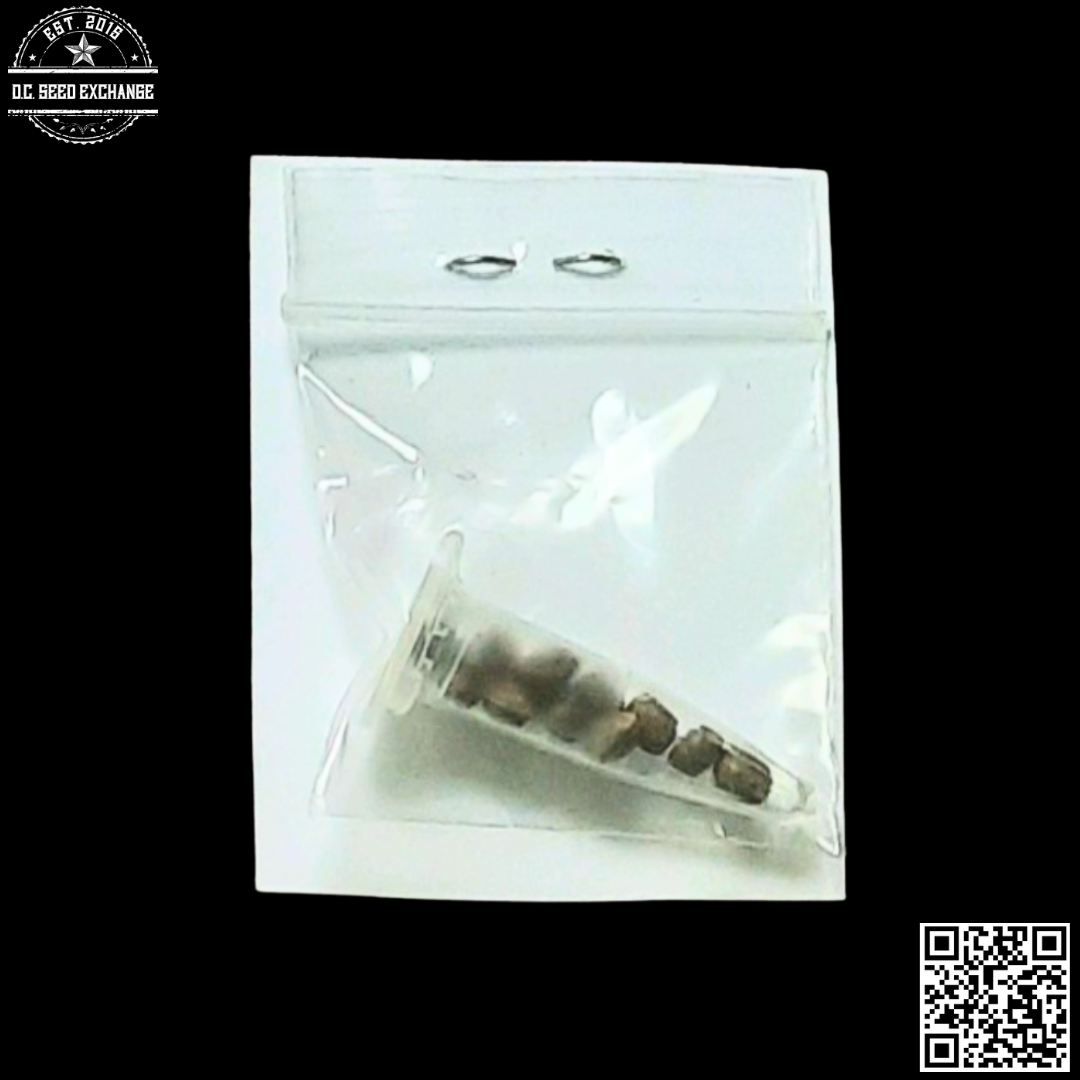 Hazeman Seeds DNL x 88G13/HP 10 Regular Seeds - Image 2