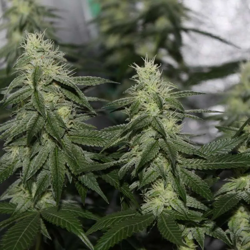 Hippy Oil F1 (Carbon Killerz x Road Kill Skunk) 12 Feminized Seeds