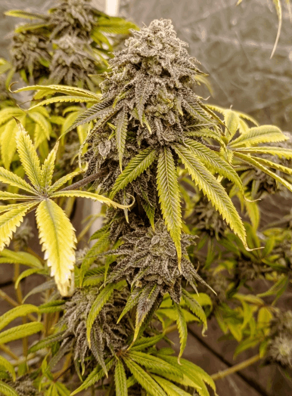 Iced Nectarines F1 (Peach Hashplant x Frosted Apricots) 10 Feminized Seeds - Image 2