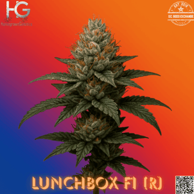 Lunchbox F1 (Super Fried Applez × Lunch Money) 10 Regular Seeds